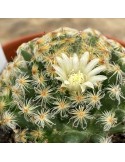 MAMMILLARIA schiedeana