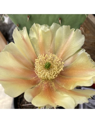 OPUNTIA mojavensis