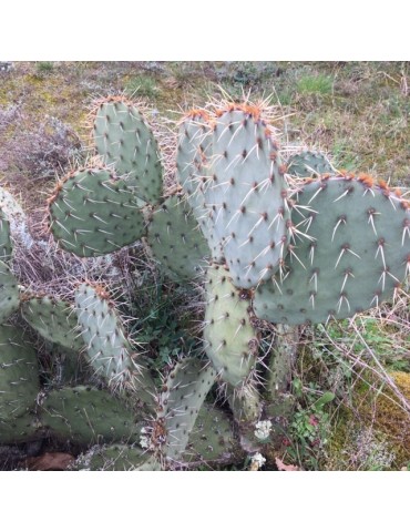 OPUNTIA mojavensis 2