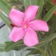 NERIUM oleander Atlas (rose simple)