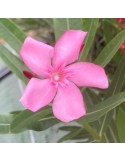 NERIUM oleander Atlas (rose simple)