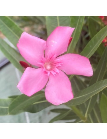 Laurier Rose, NERIUM oleander Atlas (rose simple)