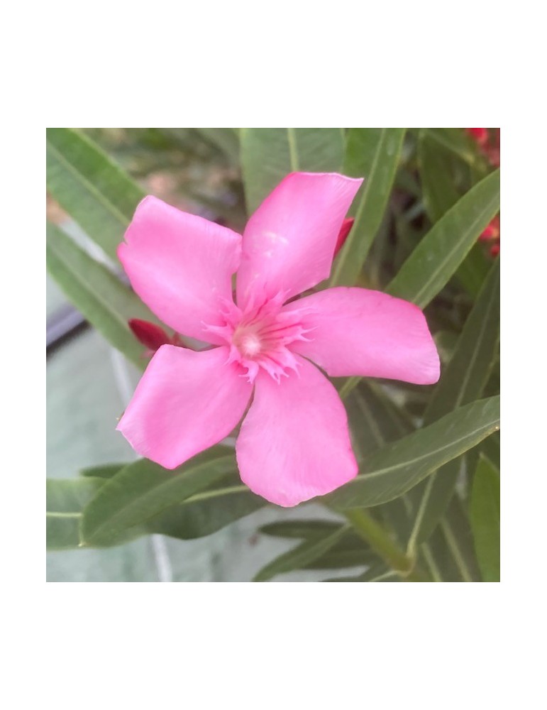 NERIUM oleander Atlas (rose simple)