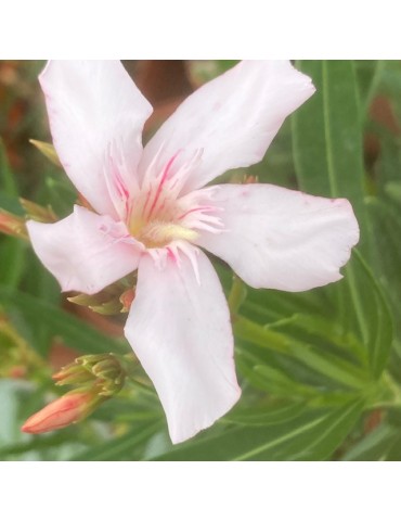 Laurier Rose, NERIUM oleander Alsace (blanc simple)