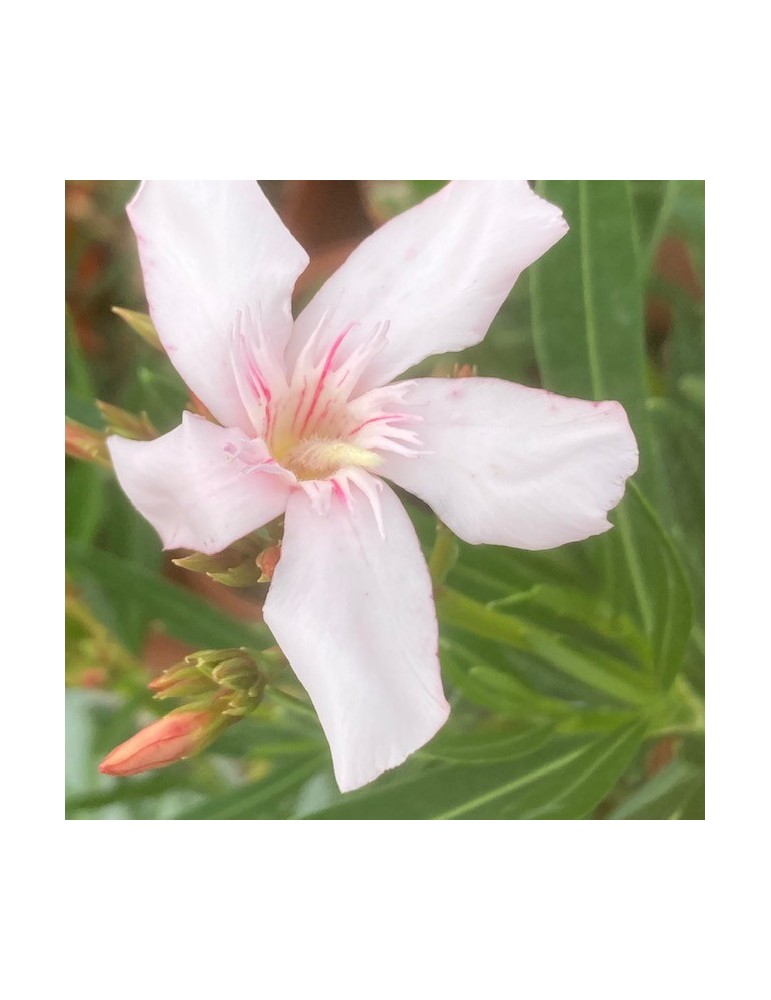 NERIUM oleander Alsace (blanc simple)