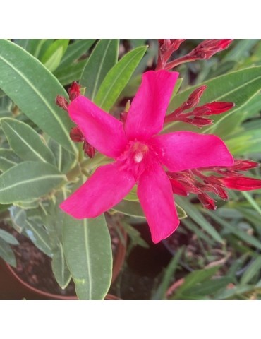 Laurier Rose, NERIUM oleander Italia (Rouge simple)