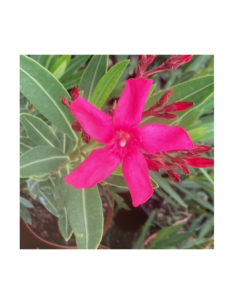 NERIUM oleander Italia(Rouge simple)