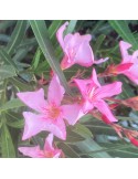 NERIUM oleander Italia (Rouge simple)