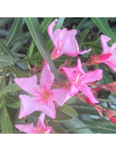 Laurier Rose, NERIUM oleander Margaritha (Rose simple)