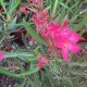 NERIUM oleander Papa Gambetta (Rouge simple)