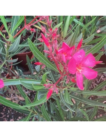 Laurier Rose, NERIUM oleander Papa Gambetta (Rouge simple)