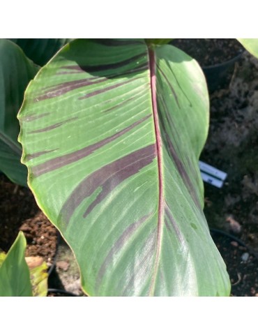 MUSA sikkimensis V. Red Tiger