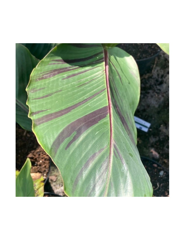 MUSA sikkimensis V. Red Tiger