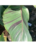MUSA sikkimensis V. Red Tiger