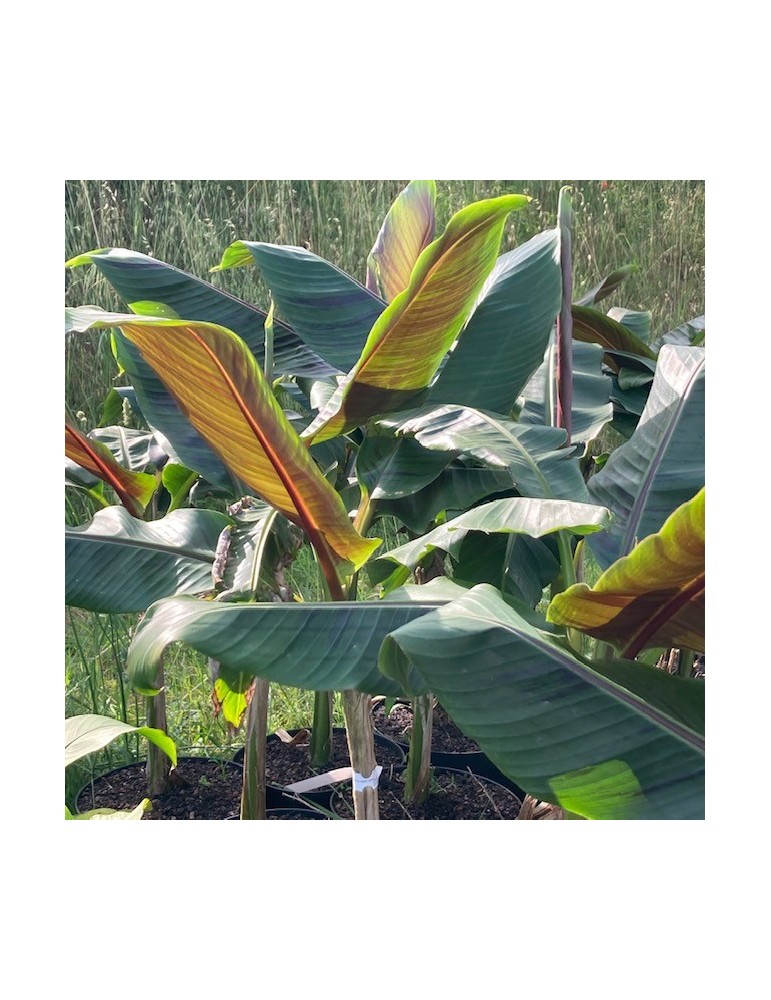 MUSA sikkimensis V. Red Tiger