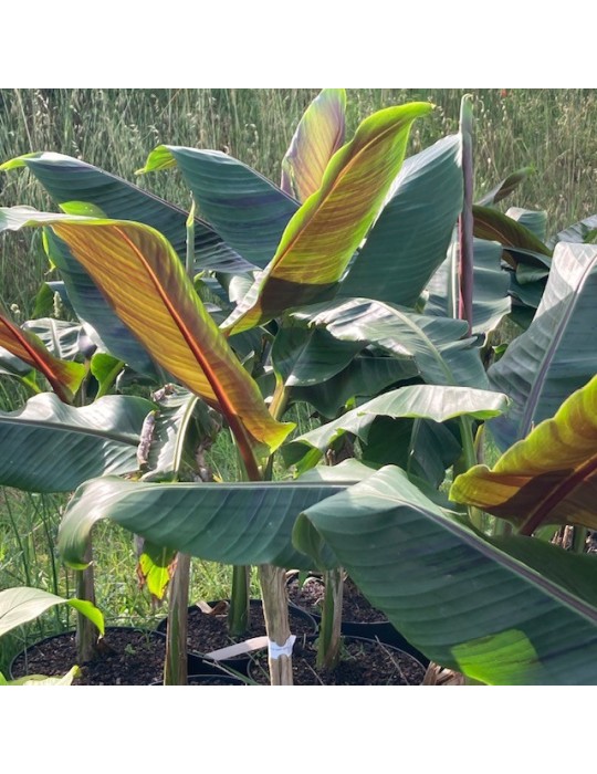 MUSA sikkimensis V. Red Tiger
