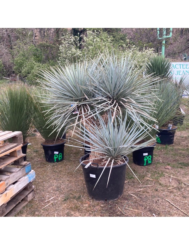 YUCCA rigida grosse plante