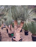 YUCCA rigida grosse plante