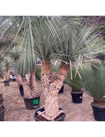 YUCCA rigida grosse plante 2