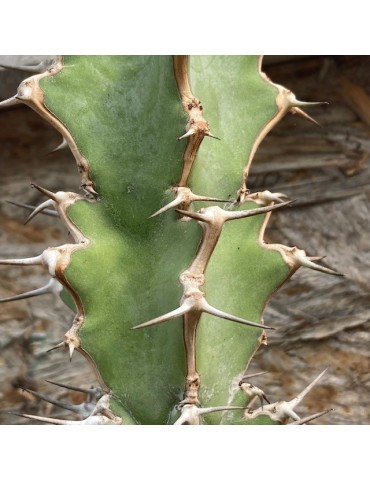 EUPHORBIA coerulescens 2