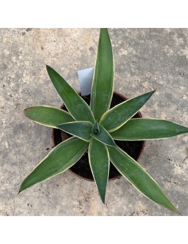 AGAVE desmestiana v. variegata