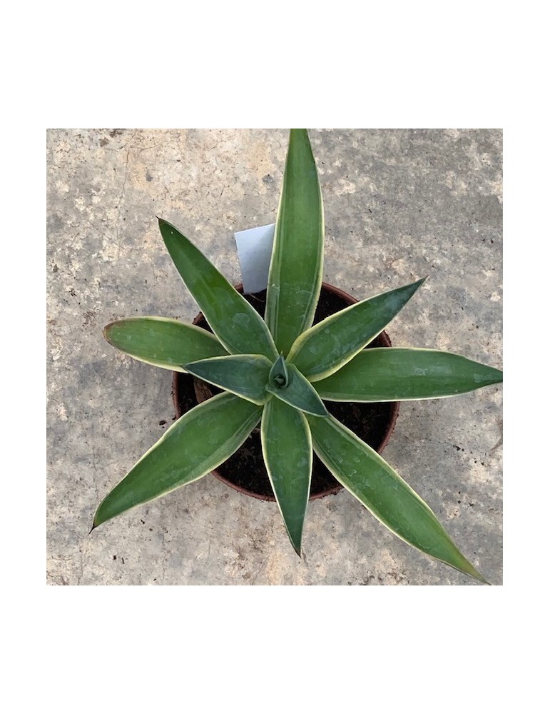 AGAVE desmestiana v. variegata