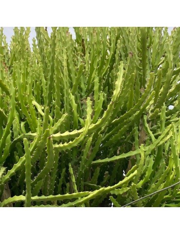 EUPHORBIA grandidens 2