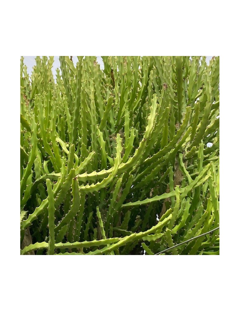 EUPHORBIA grandidens