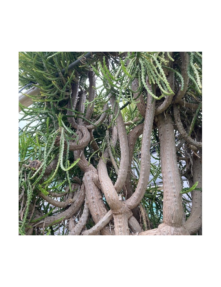 EUPHORBIA grandidens