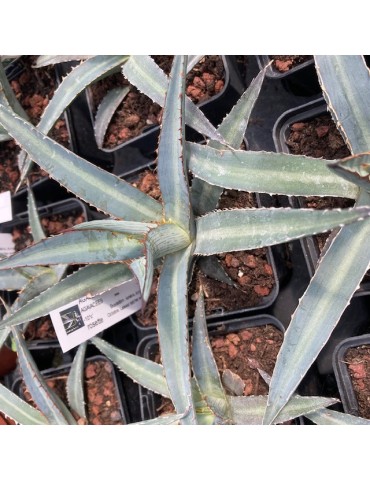 AGAVE lechuguilla