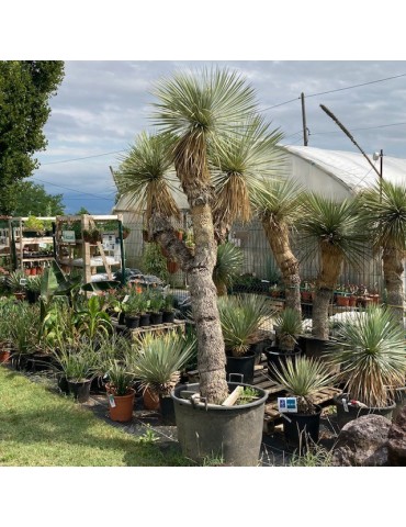 YUCCA rostrata ramifié