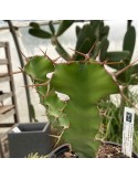 EUPHORBIA grandicornis