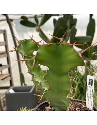 EUPHORBIA grandicornis