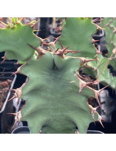 EUPHORBIA grandicornis 2