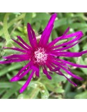 Delosperma cooperi