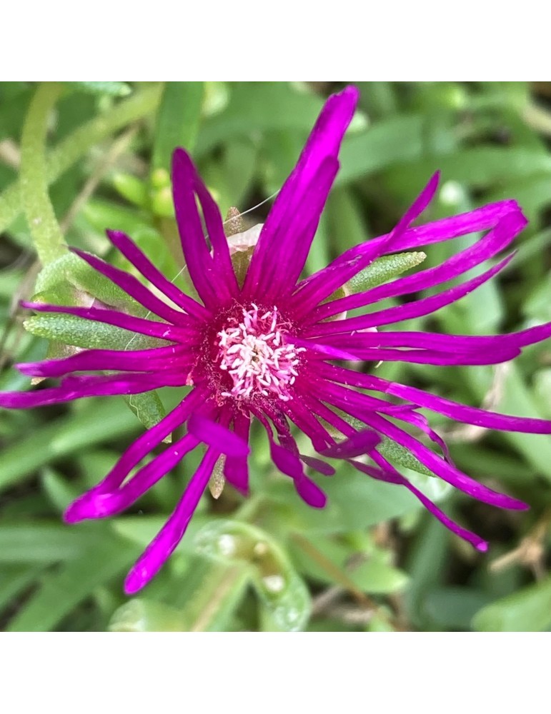 Delosperma cooperi