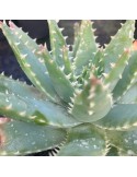 ALOE brevifolia