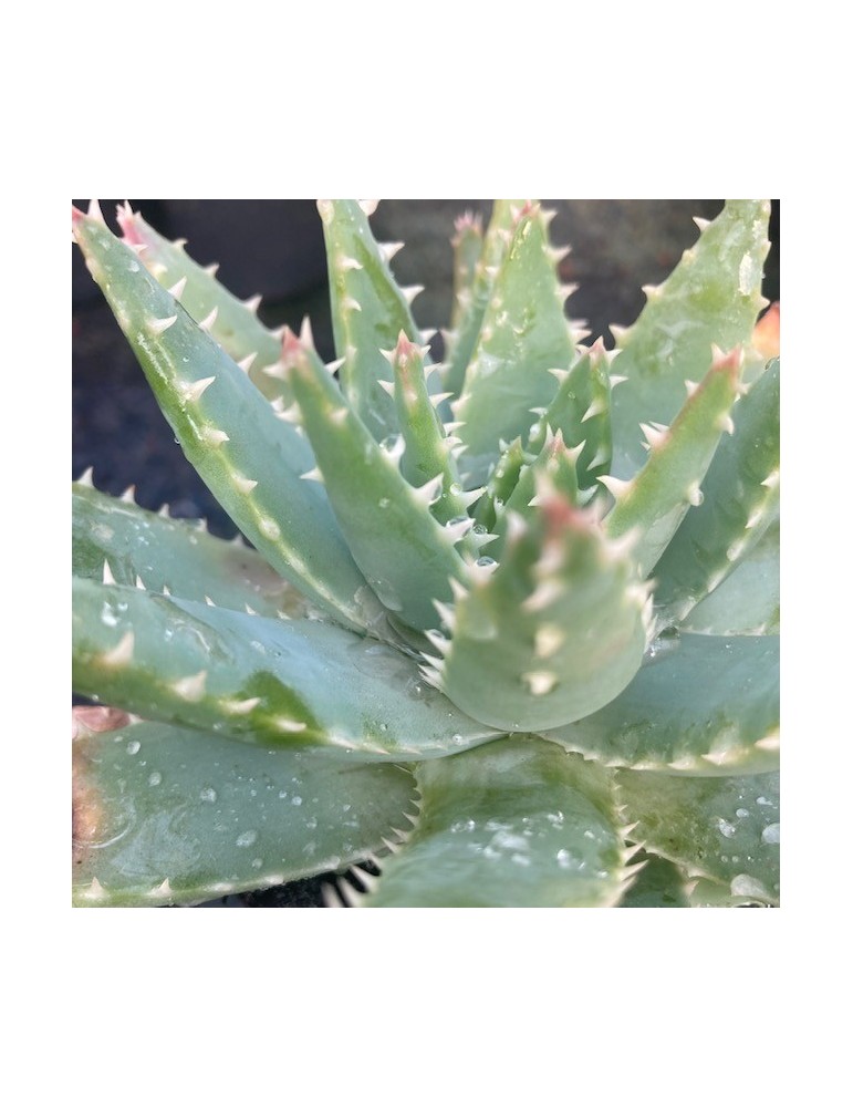 ALOE brevifolia