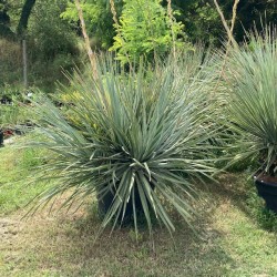 DASYLIRION wheelerii grosse plante