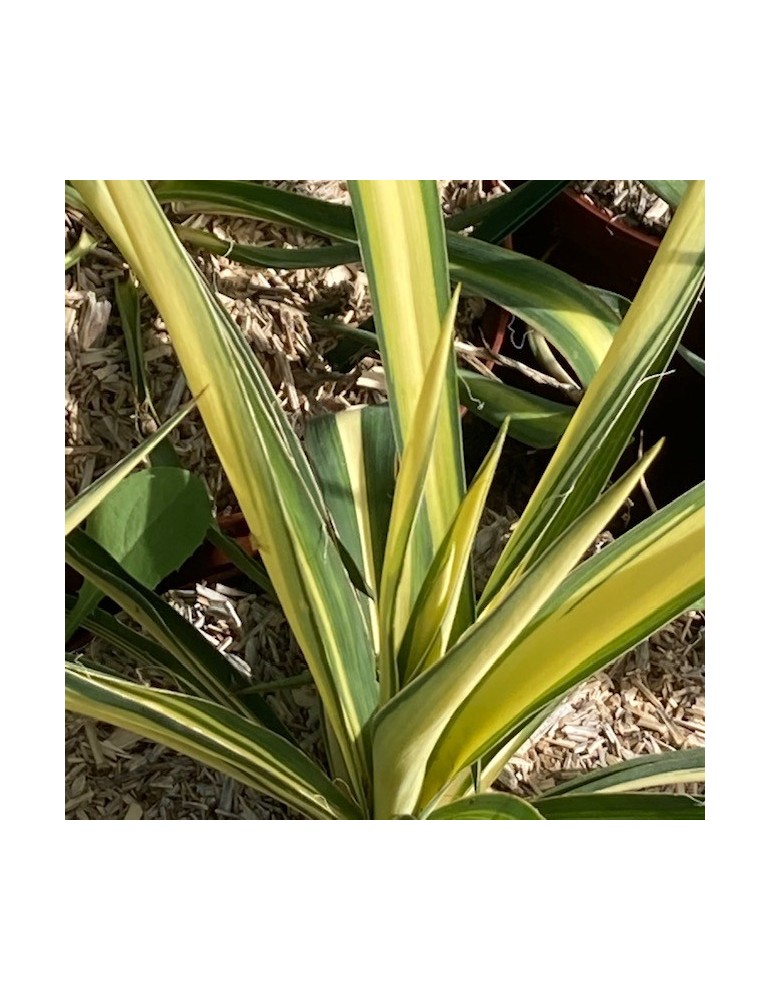 YUCCA filamentosa cv golden sword