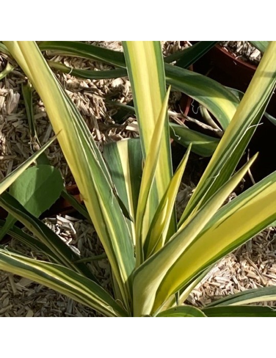 YUCCA filamentosa cv golden sword