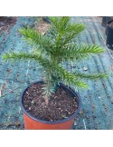 ARAUCARIA araucana