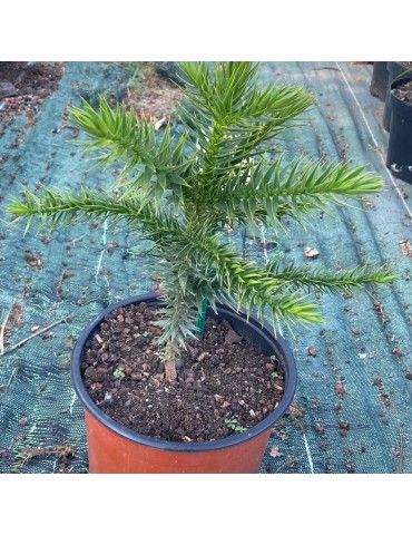 ARAUCARIA araucana