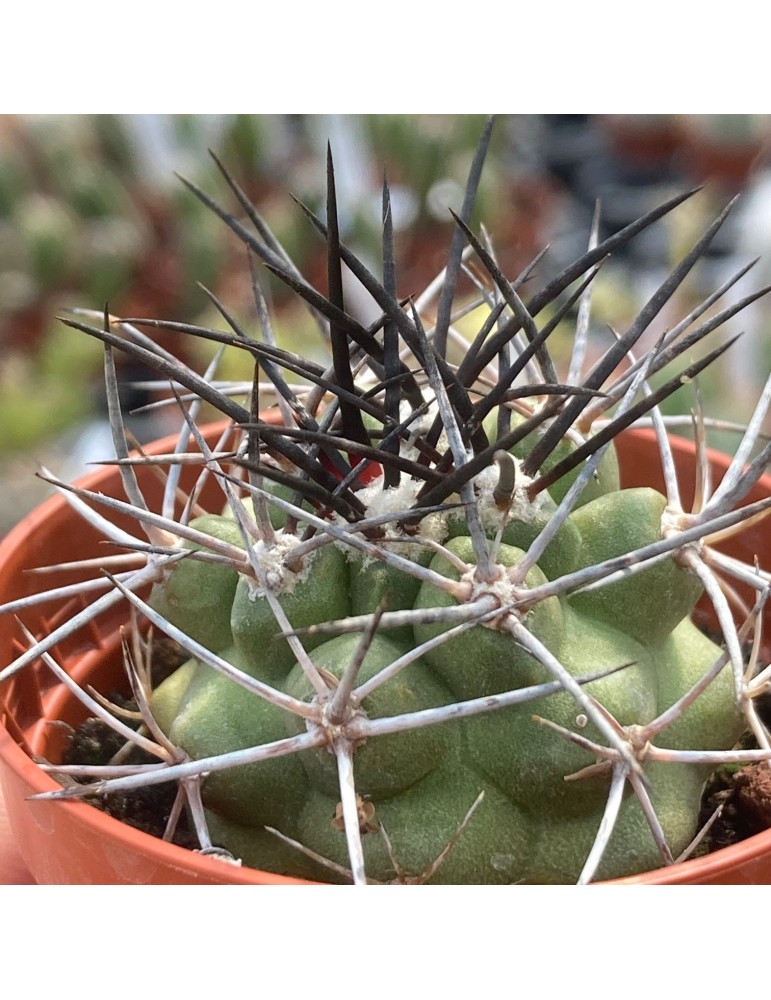 COPIAPOA coqumbana