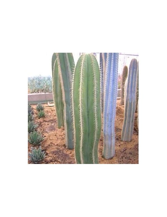 ISOLATOCEREUS dumortierii