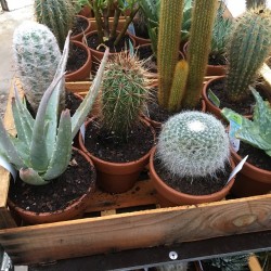 Cactus ou succulente en pot terre 15 cm