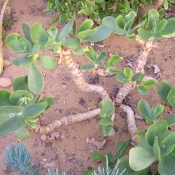 Cotyledon macrantha