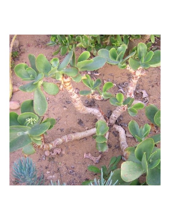 Cotyledon macrantha Cotyledon macrantha