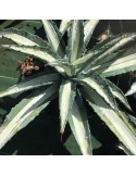 AGAVE mediopicta alba