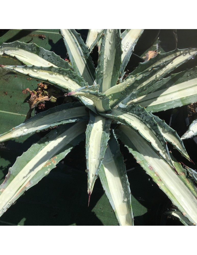 AGAVE mediopicta alba